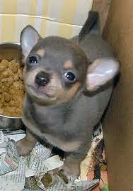 Black Apple Head Chihuahua For Sale Tiny Chihuahua Puppies For Sale Pictures At 7 Weeks Old Chihuahua Puppies Chihuahua Puppies