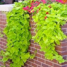 Maybe you would like to learn more about one of these? Sweet Potato Vine Potatoe Vine Sweet Potato Vine Vines