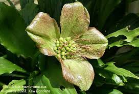 Image result for Scadoxus membranaceus