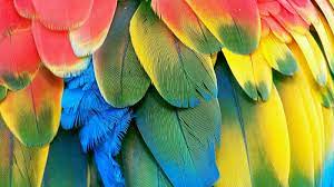 صور ببغاء الامازون الجميلة الذكية المتكلمة amazon parrots. ØµÙˆØ± Ø¨Ø¨ØºØ§Ø¡ Ù…Ù„ÙˆÙ† Ø¨Ø£Ù„ÙˆØ§Ù† Ø¹Ø¯ÙŠØ¯Ø© Ø±Ø³Ù… Ø§Ù†Ù…ÙŠ Ù…Ù„ÙˆÙ† Ø§Ù†Ù…Ù‰ ÙÙ‰ Ø§Ø´ÙƒØ§Ù„ ÙˆØ±Ø³ÙˆÙ…Ø§Øª Ø¬Ø¯ÙŠØ¯Ù‡ Ø±Ù‡ÙŠØ¨Ù‡