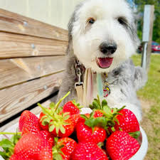 BEST of Apex, NC Farm Stand