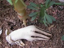 Where does the devil's finger fungus come from? Devils Fingers Clathrus Archeri Stuffed Mushrooms Fungi Magical Mushrooms