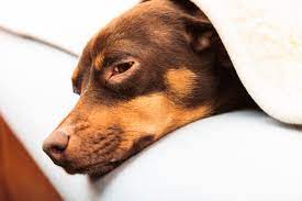 Dripping urine, or frequent licking of the genitals, may also signal that a uti is present. Urinary Tract Infection In Dogs Oakland Veterinary Referral Services