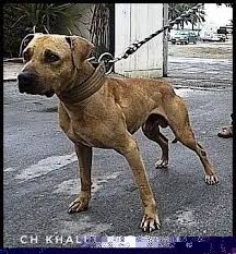 Pin On Awsome Dawgs