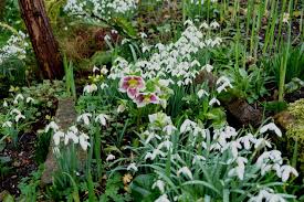 Cottage garden flowers margery fish. February Snowdrops At East Lambrook Down To Earth
