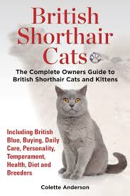 Always aiming for correct type and temperament. British Shorthair Cats The Complete Owners Guide To British Shorthair Cats And Kittens Including British Blue Buying Daily Care Personality Temperament Health Diet And Breeders Amazon Co Uk Anderson Colette 9781909820371 Books