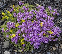 Image result for Grewia praecox