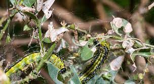 Il s'agit d'un papillon qui va avoir une largeur d'environ 3 à 4 centimètres. Pyrale Du Buis Traitement Contre La Chenille Du Buis