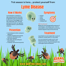 Image result for infected tick bite