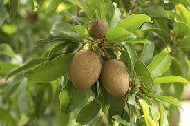 The black sapote fruits grow on lovely trees with long, glossy dark green leaves. Sapodilla Fruit Spice Park