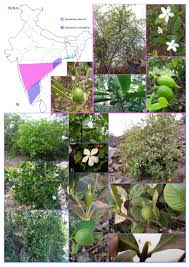 Image result for Tricalysia sp. E