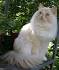 Ragamuffin Cat Breed Profile | Petfinder