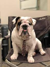 Bend Oregon Bulldog English Bulldog Funny Bulldog English Bulldog