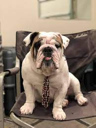 Puppyfinder.com is your source for finding an ideal bulldog puppy for sale in oregon, usa area. Bend Oregon Bulldog English Bulldog Funny Bulldog Bulldog Funny
