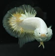 Give me food dancing 5th. Flaring Dragon Betta Aquariums