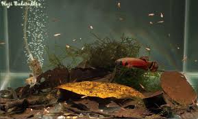 Pairs can be housed in a 20 gallon tank, groups should be housed in a 40 gallon tank or larger. Betta Macrostoma Brunei Beauty Seriously Fish