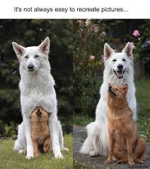 24 funny animal memes to help you procrastinate funny animals cute animals cute funny animals