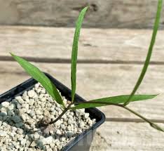 Image result for Ipomoea lapathifolia