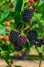 Последние твиты от blackberry (@blackberry). Caddo Blackberry Plant Ison S Nursery Vineyard