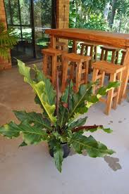 Anthurium Plowmanii Wave Of Love In 2020 Tropical House Plants Anthurium Anthurium Plant