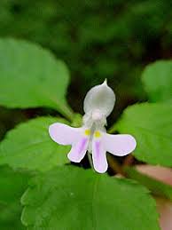 Image result for Impatiens hochstetteri