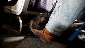 Emotional support animals can assist people suffering from: United American Delta More Airlines Ban Emotional Support Animals