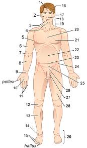 Start studying anatomy & physiology body regions. Chapter 1 Review Guide