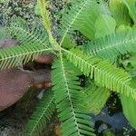 Image result for Aeschynomene megalophylla