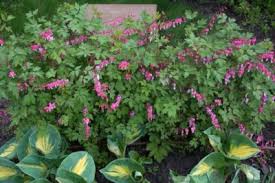 What works in one area of the garden may not be suitable for another. Transplanting Bleeding Heart Plants How And When To Transplant Bleeding Hearts