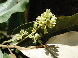 Image result for Heritiera