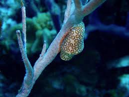 You can always change it depending on which part of a coral reef habitat you are focused on. Great Barrier Reef