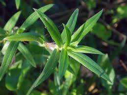 Image result for Hexasepalum flavescens