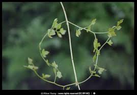 Image result for Lygodium kerstenii