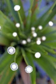 Image result for Eriocaulaceae