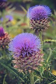 Maybe you would like to learn more about one of these? 25 Gorgeous Purple Perennial Flowers That Will Bloom Forever