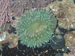 Image result for Anemone transvaalensis