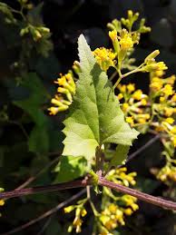 Image result for Senecio deltoideus