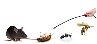 Image result for pest control