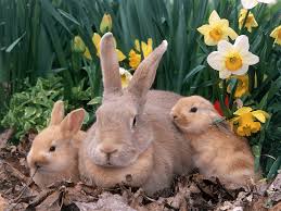 The beautiful easter iphone wallpapers is the best decorative wallpapers for your favorite iphone 6s, 6s plus. 10 Best Free Easter Wallpapers