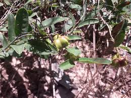 Image result for Sclerocroton