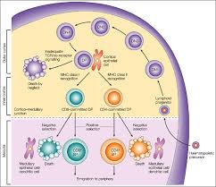 T Cell Markers And B Cell Markers