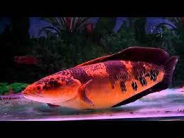 Pin By Christian Robiyantono On Snakehead Spectrum With Images Scary Fish Snakehead Fish Coldwater Fish