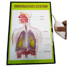 Buy Melody S Respiratory System Using Balloon Biology Working Project Online At Low Prices In India Amazon In