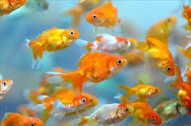 Japon balığı i̇le hangi balıklar yaşar. Japon Baliklari Alkol Uretiyor Dunya Haberleri