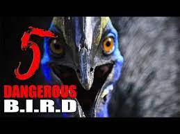 Picture umum burung unta burung emu gambar png ini dipetik dari sumber berikut : Download Pelbagai Contoh Gambar Mewarna Burung Emu Yang Terhebat Dan Boleh Di Perolehi Dengan Cepat Gambar Mewarna