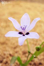 Royal Horticultural Society Rhs Flower Freesia Laxa Blue Flowered Freesia Flowers Bulbous Plants Freesia