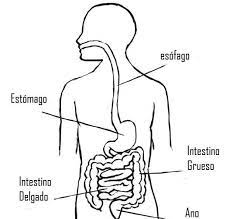 Pin En Corpo Humano