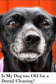 Is My Dog Too Old For A Dental Cleaning In 2020 Dental Cleaning Dog Teeth Care Dog Dental Health