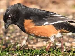 A feeder bird that feasts on feeder birds. Virginia Birds Pictures And Bird Identification Tips