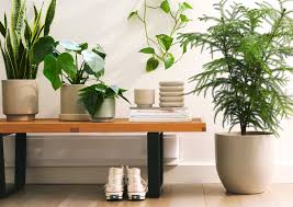 Agroecosystems of perennial plants, to choose the most appropriate plants for their. How To Bring Nature Inside With The Right Houseplants The New York Times